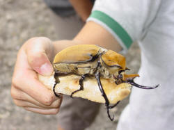 Hercules Beetle - Costa Rica - Do not enlarge if you have been drinking